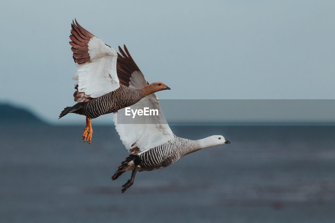 Low angle view of geese flying in sky