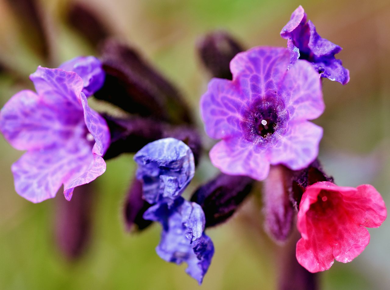 CLOSE-UP OF PURPLE FLOWERS BLOOMING