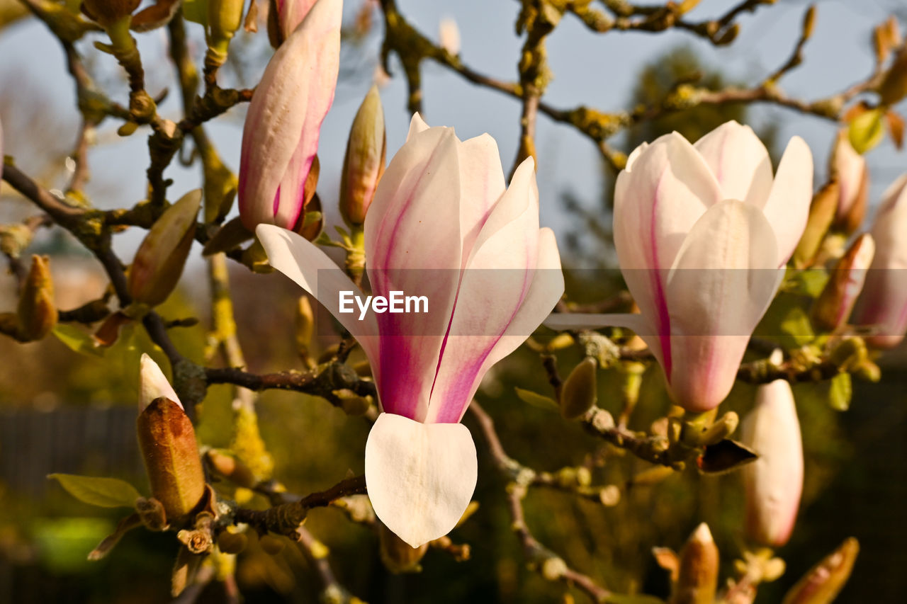 plant, flower, flowering plant, magnolia, blossom, beauty in nature, freshness, spring, tree, pink, growth, nature, close-up, petal, springtime, fragility, branch, no people, flower head, inflorescence, focus on foreground, leaf, macro photography, outdoors, plant part, day, sunlight, botany, yellow, twig, bud