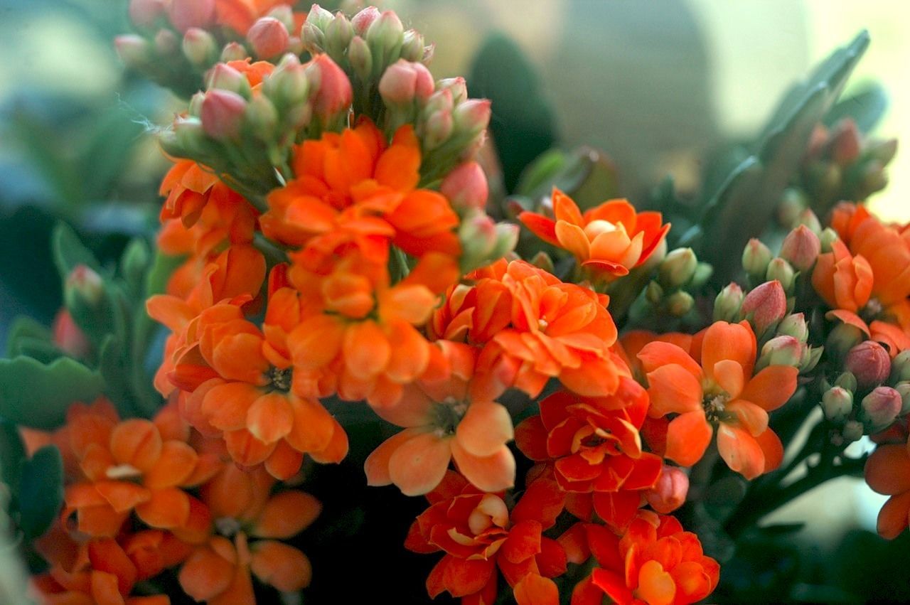 Close-up of red flower