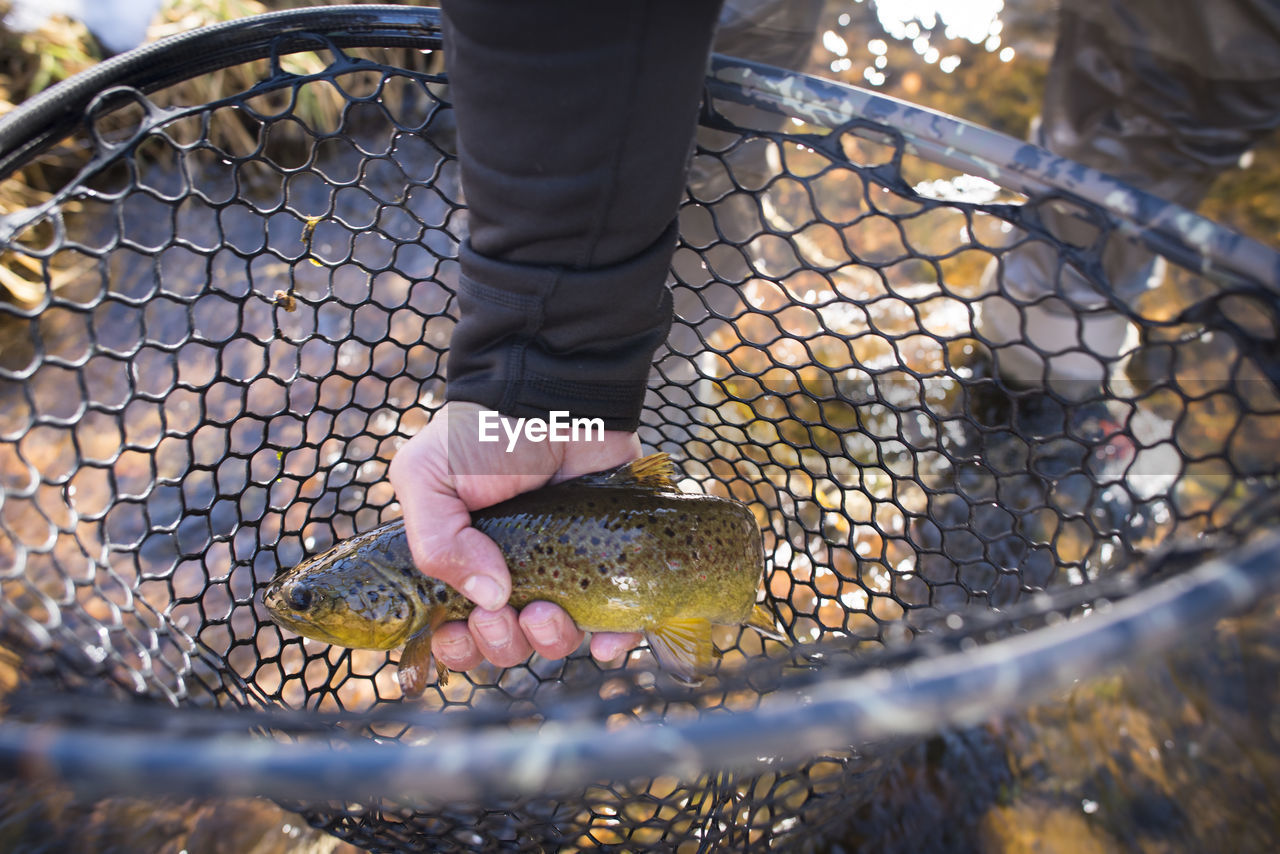 A fisherman holds a brown trout in his net.