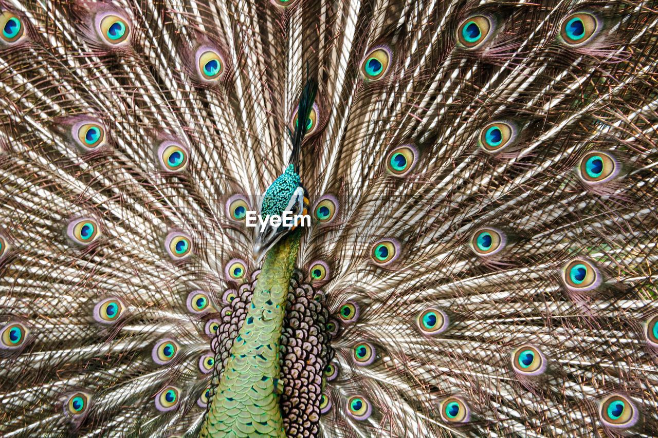 Close-up of peacock spreading its beautiful tail. captured in bandung zoological garden
