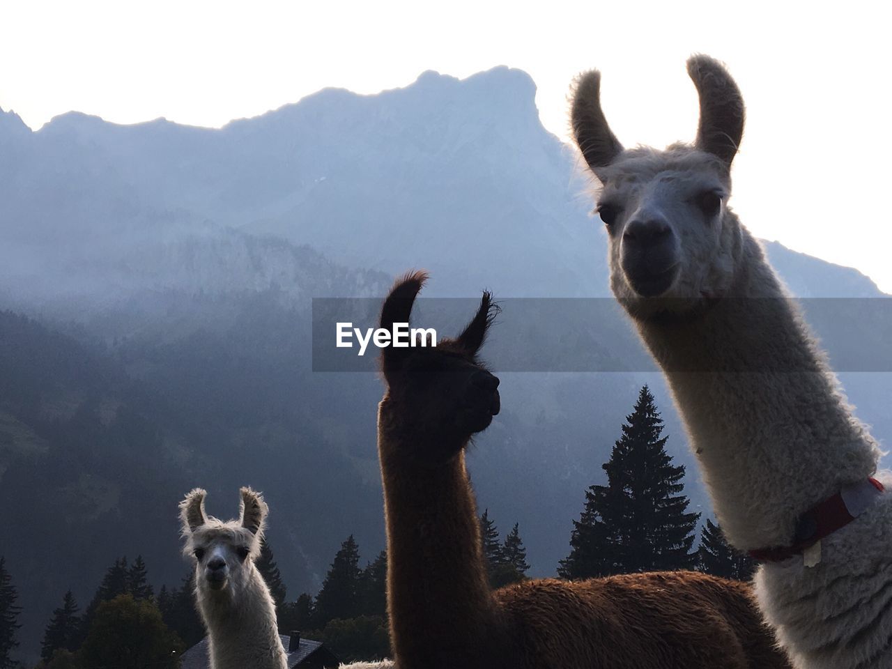 Llamas against mountains