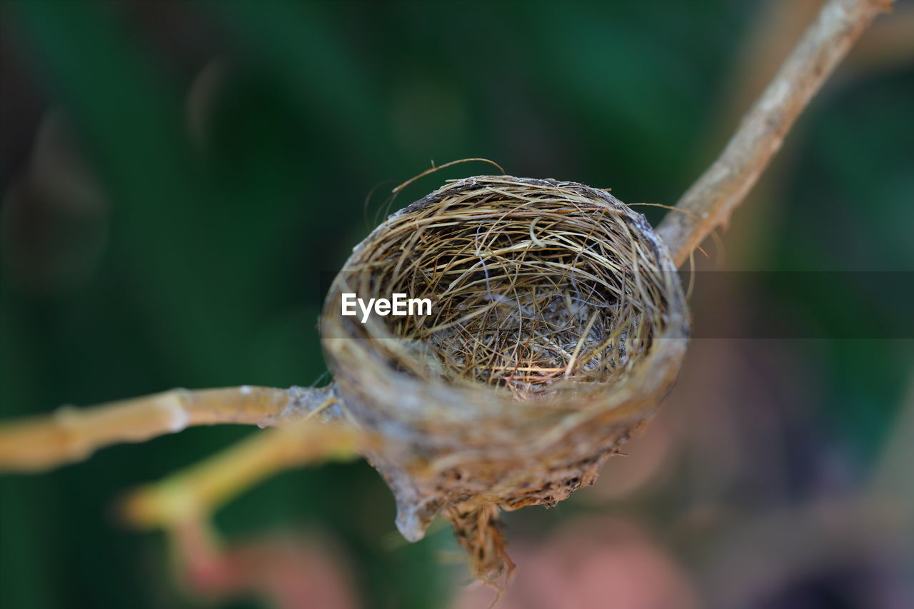 The bird's nest was built on the branches under the shade.