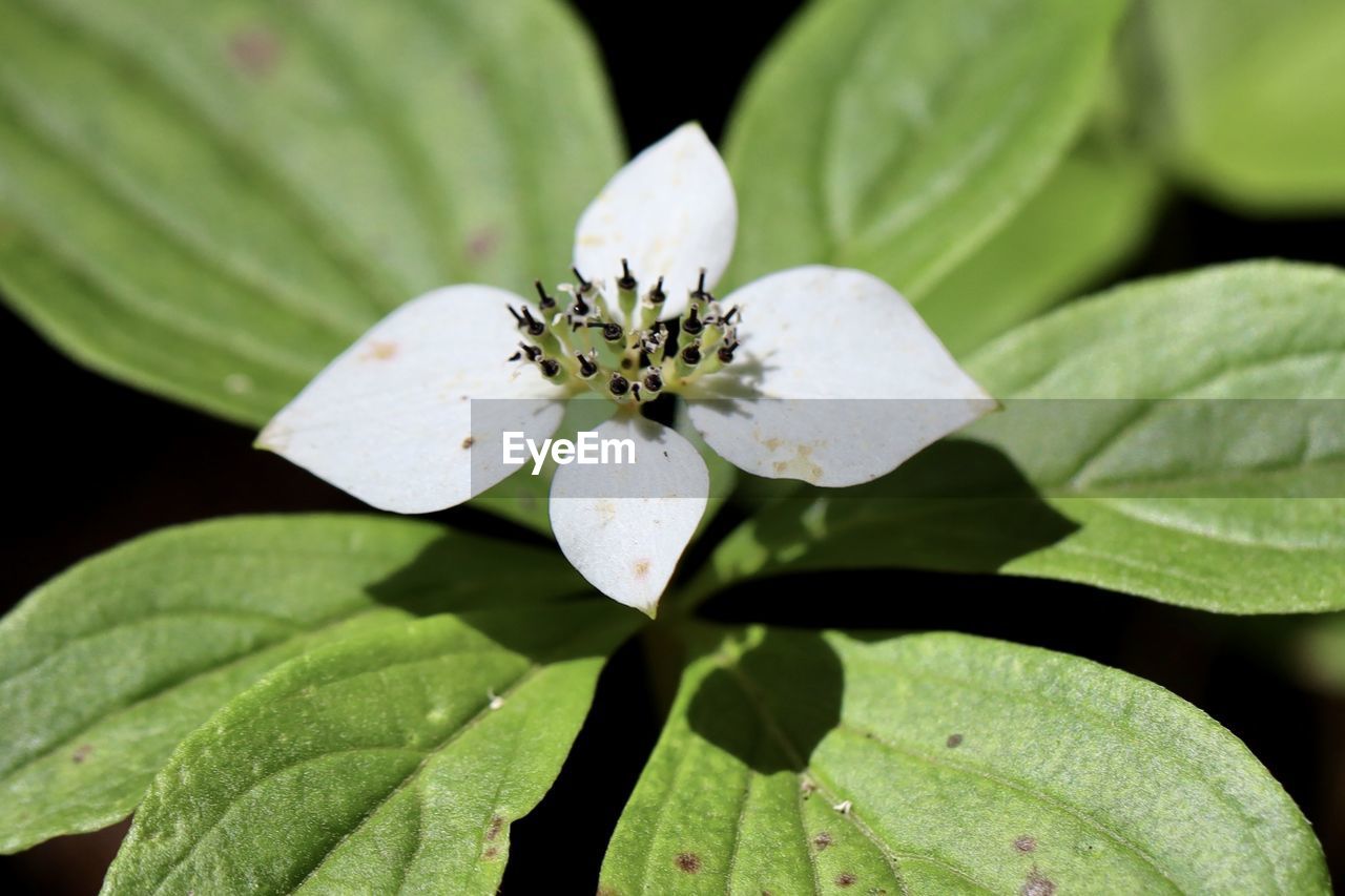 Close-up of white flowering plant