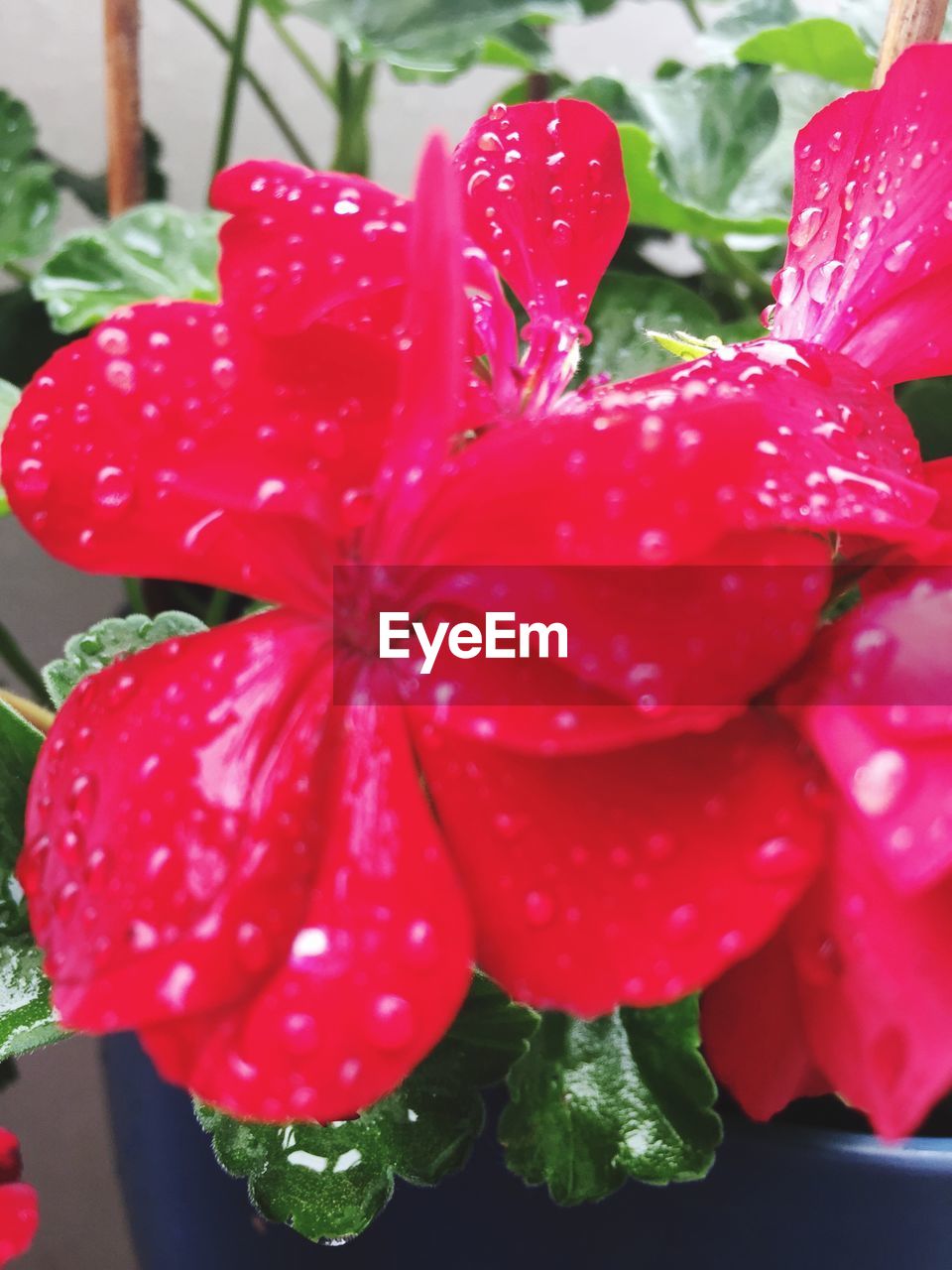 CLOSE-UP OF RED FLOWERS