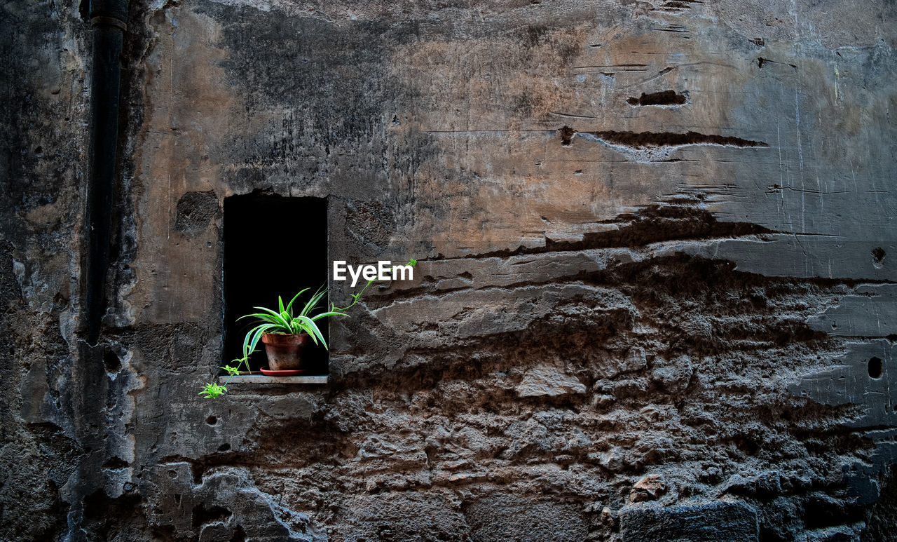 CLOSE-UP OF PLANTS GROWING AGAINST WALL