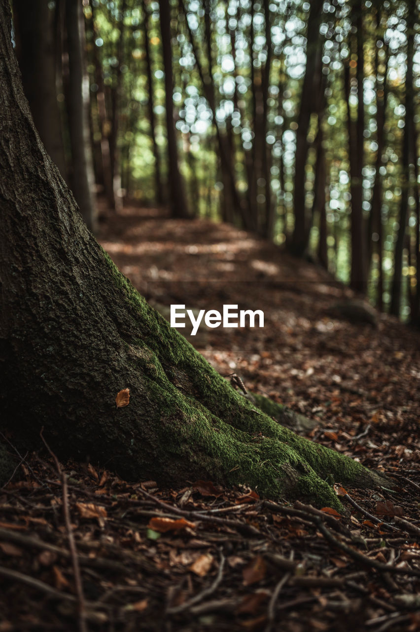 Close-up of tree trunk in forest