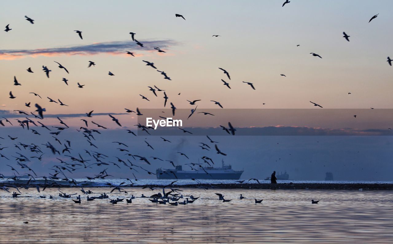 FLOCK OF SEAGULLS FLYING AGAINST SKY