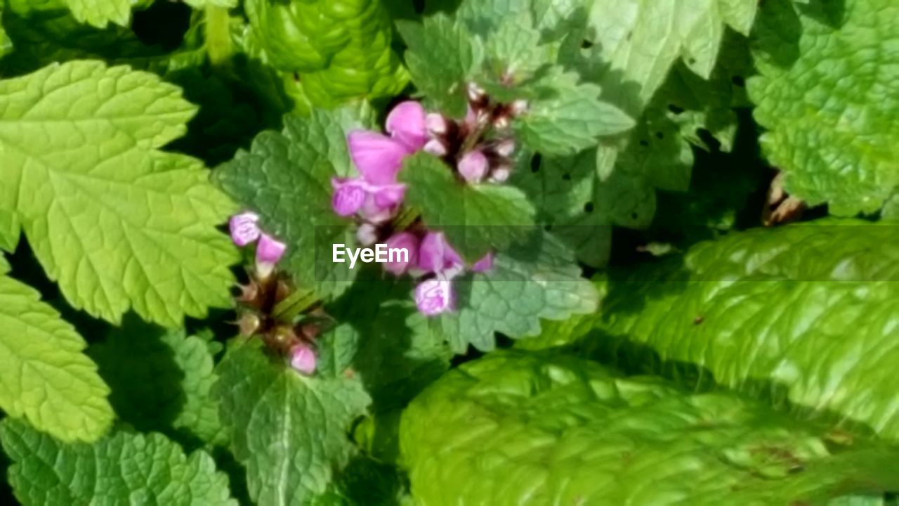 FULL FRAME SHOT OF WHITE FLOWERS