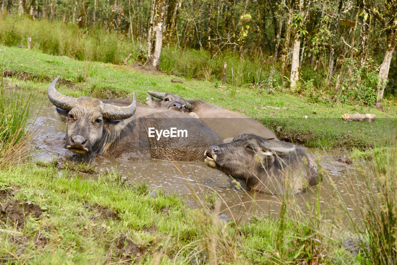 VIEW OF SHEEP ON GRASS