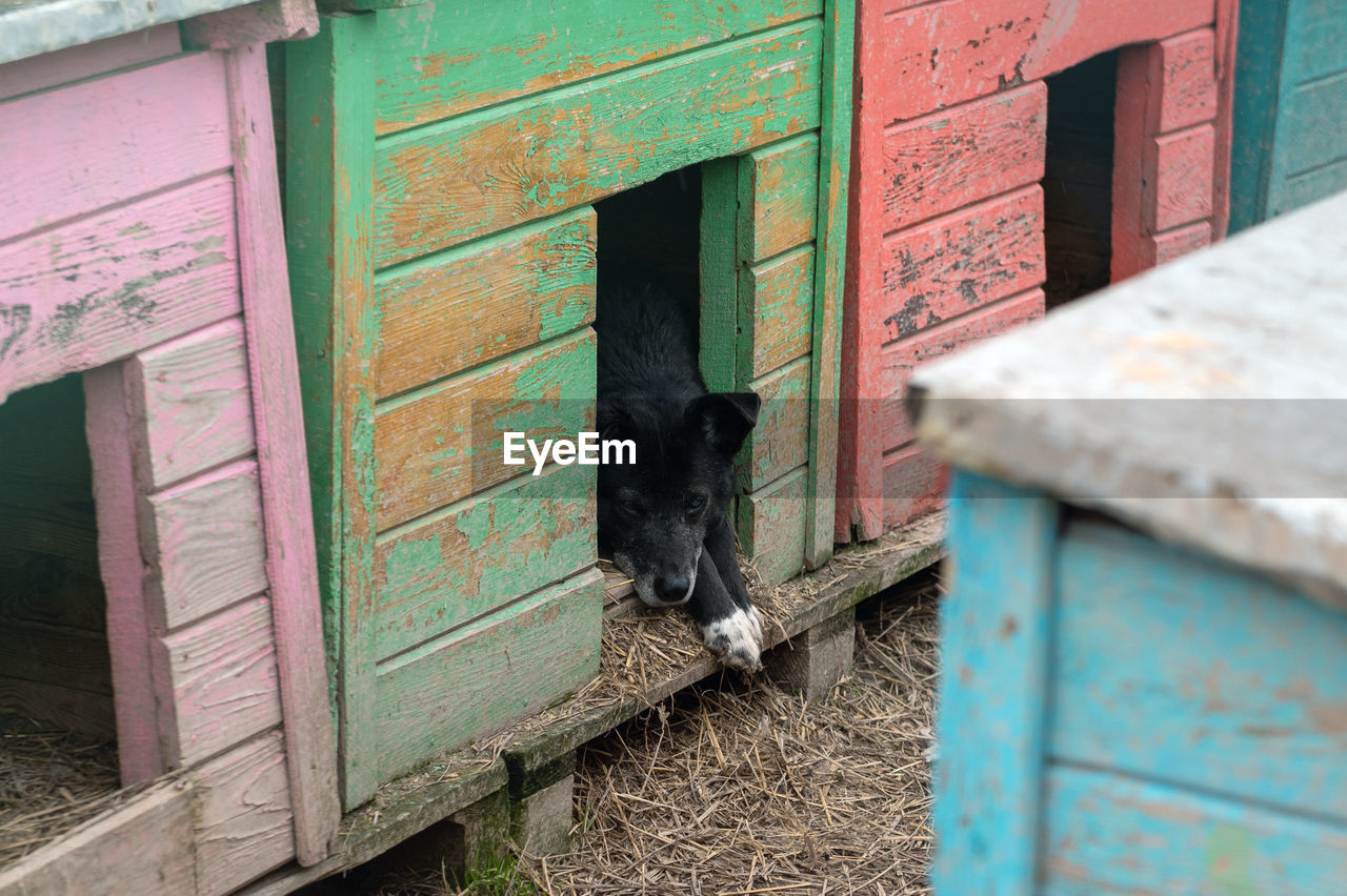 Stray dog in a kennel at an animal shelter. lonely sad abandoned stray dog. animal rescue concept