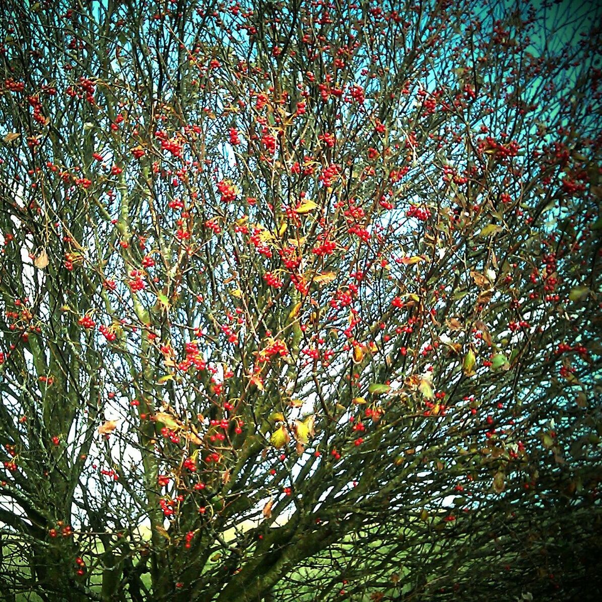 LOW ANGLE VIEW OF TREES