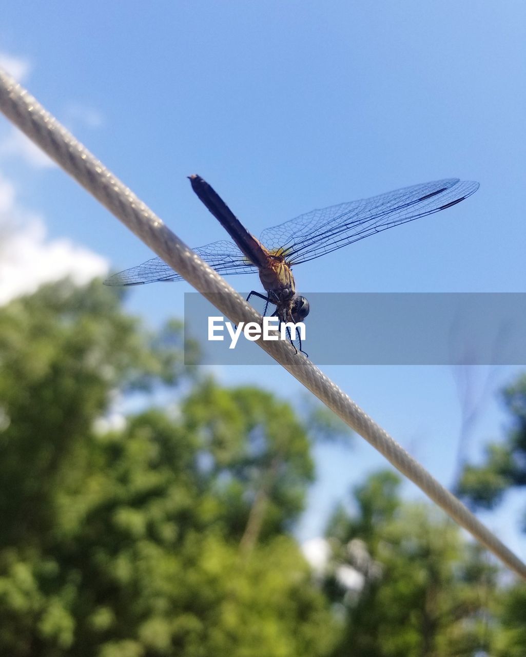 LOW ANGLE VIEW OF DRAGONFLY ON PLANT AGAINST BLUE SKY