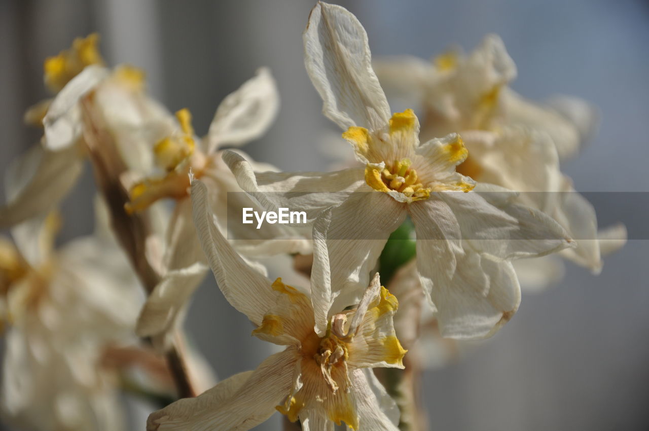CLOSE-UP OF WHITE DAFFODIL FLOWER
