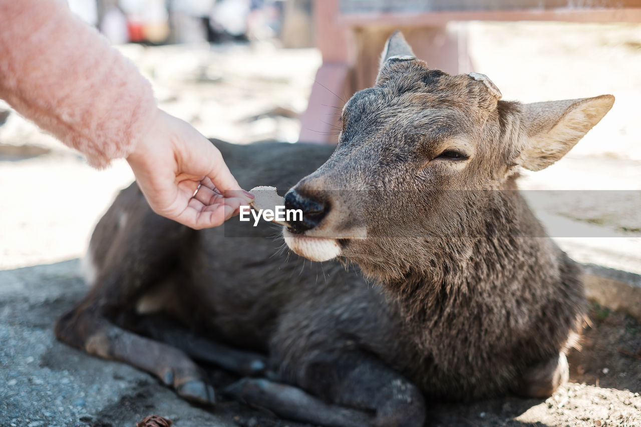 MIDSECTION OF PERSON EATING FEEDING ON HAND