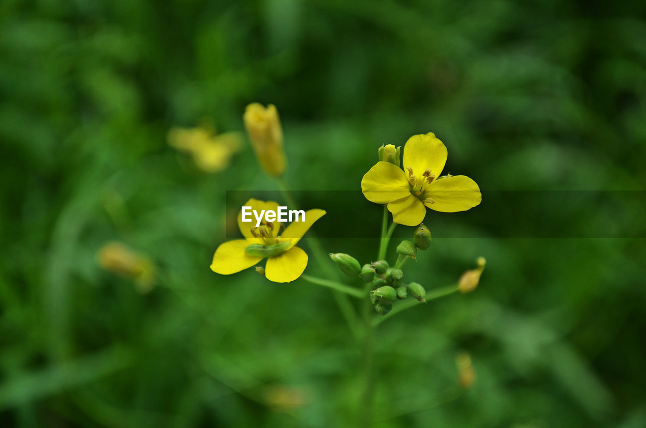 Close-up of yellow flowers