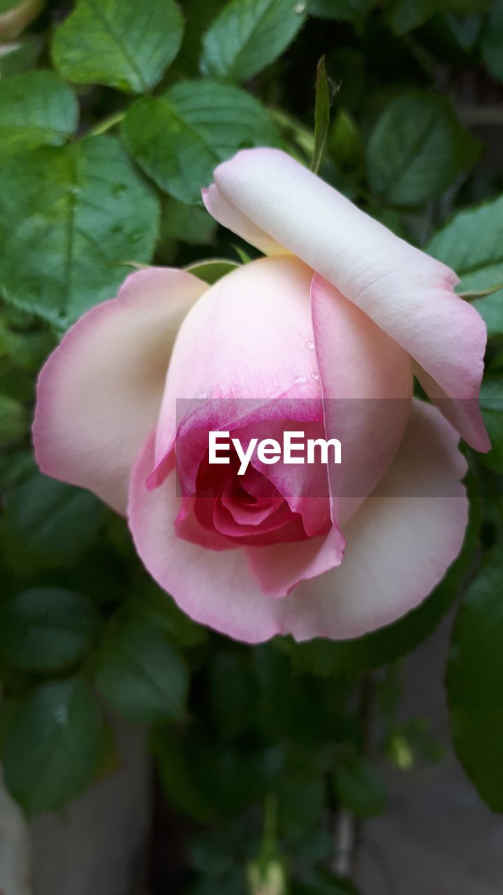 CLOSE-UP OF ROSE FLOWER