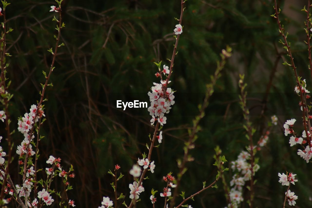 Close-up of pink flowering plants