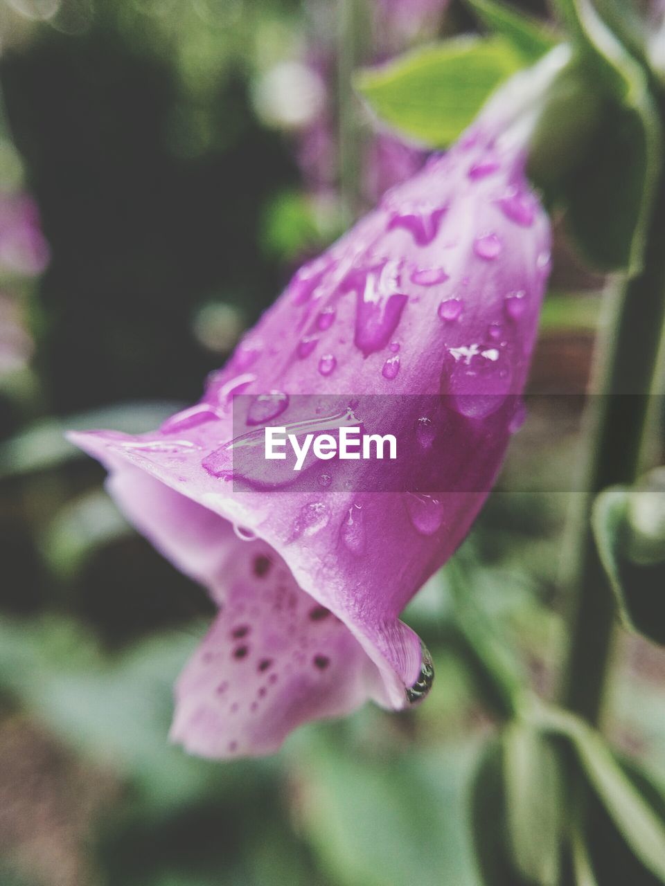 CLOSE-UP OF WATER DROPS ON PINK FLOWERS