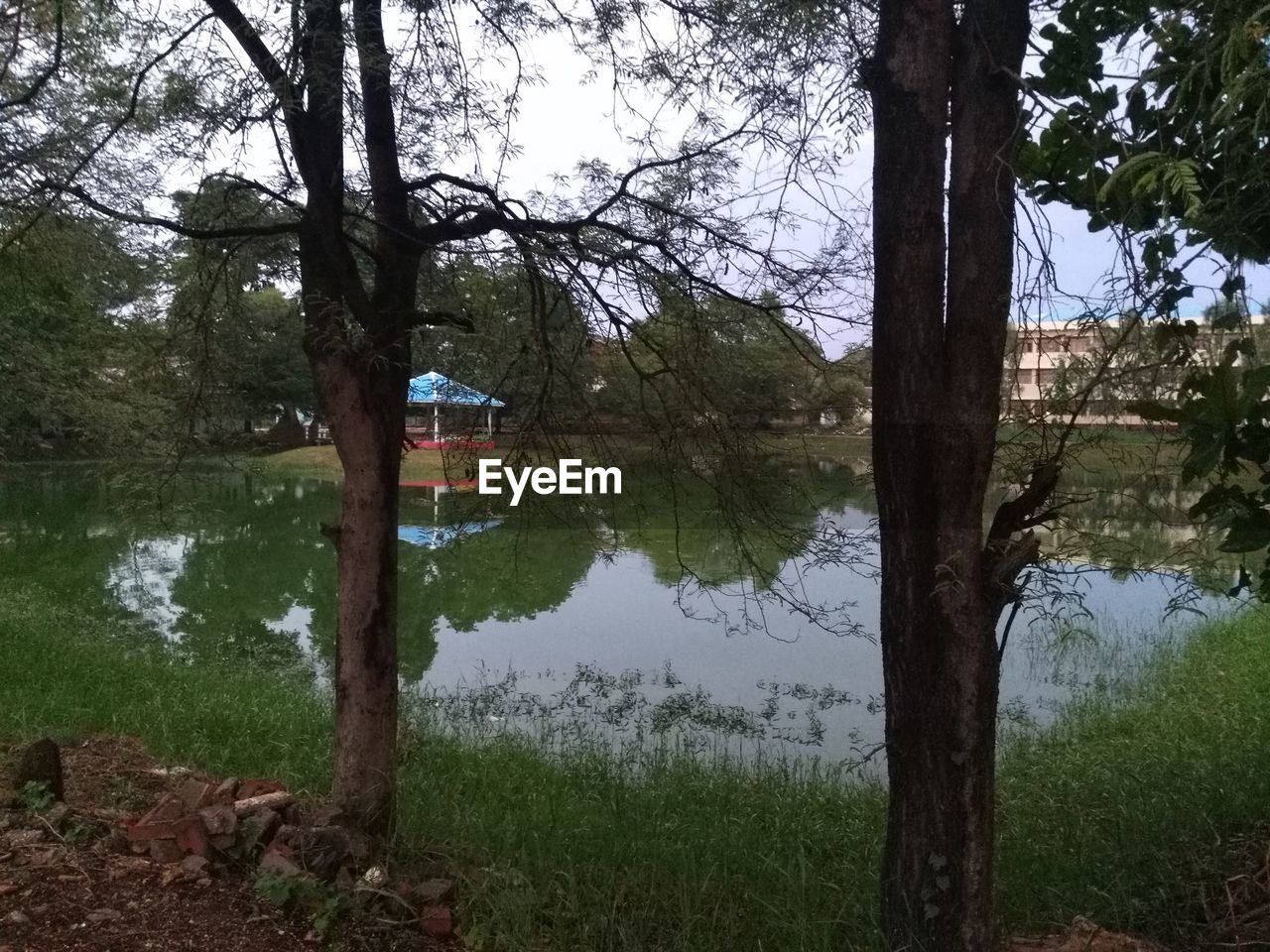 TREES GROWING AT LAKESHORE