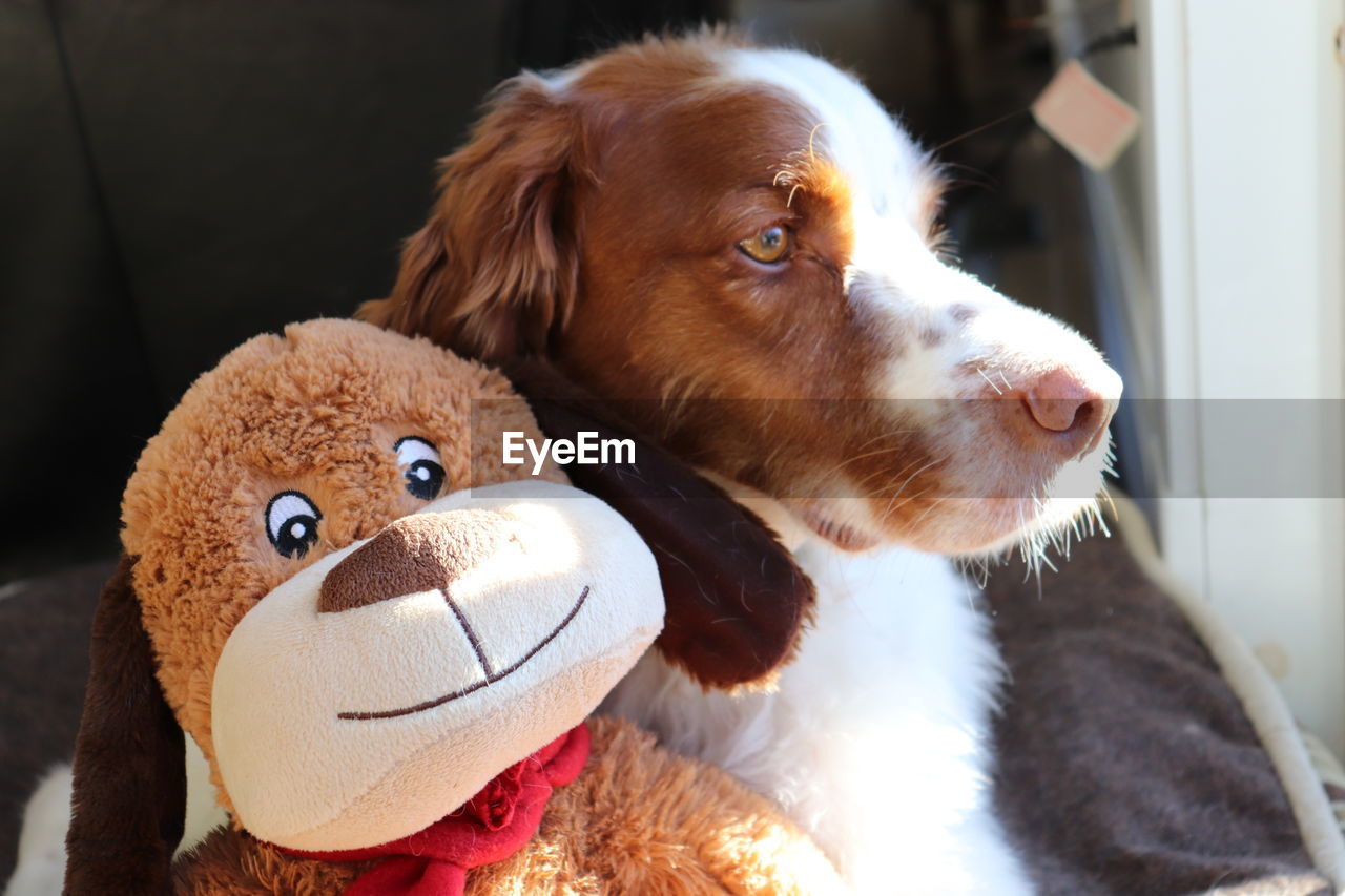 Close-up of a dog with stuffed toy