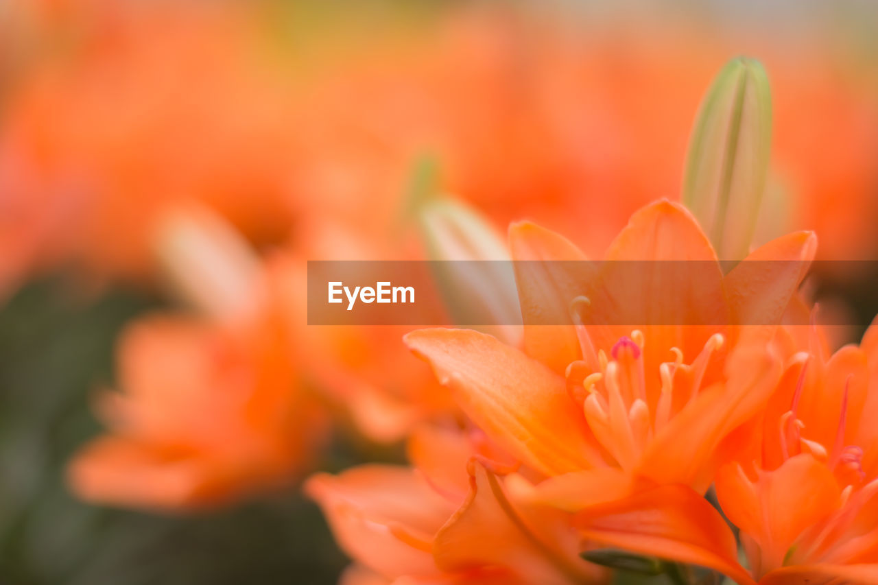 CLOSE-UP OF ORANGE FLOWER