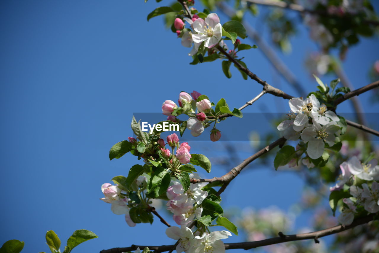 CLOSE-UP OF CHERRY BLOSSOMS IN SPRING