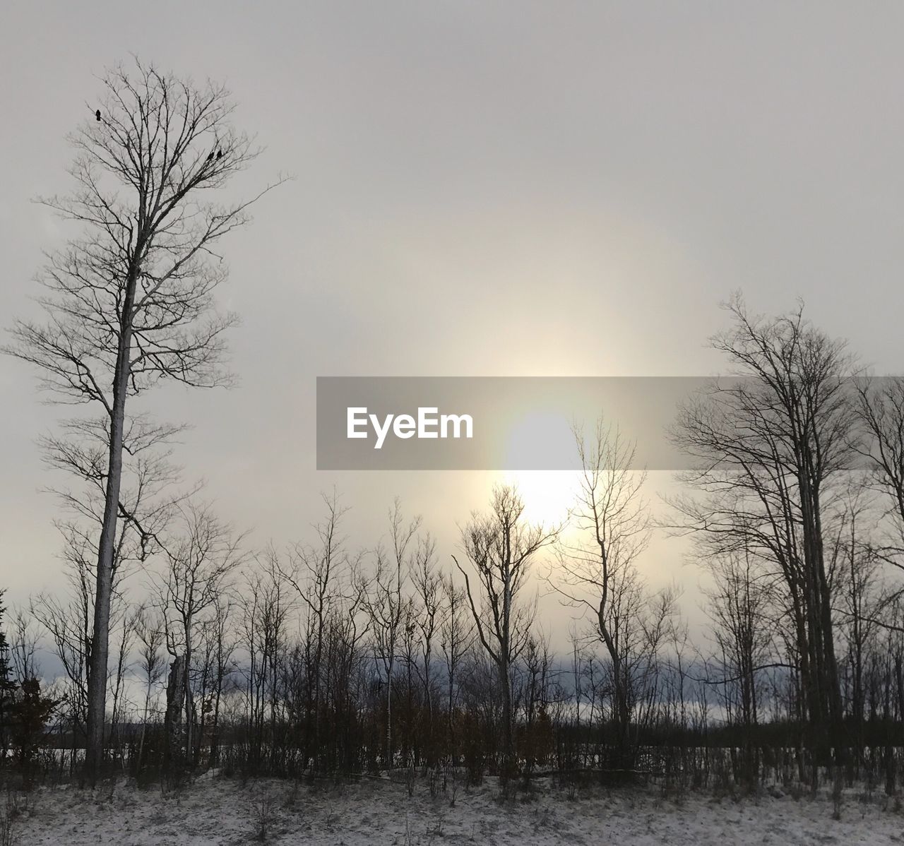 PANORAMIC VIEW OF TREES AGAINST SKY DURING SUNSET