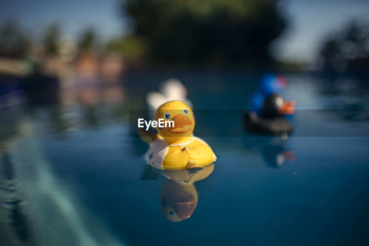 Close-up of yellow toy floating on pool