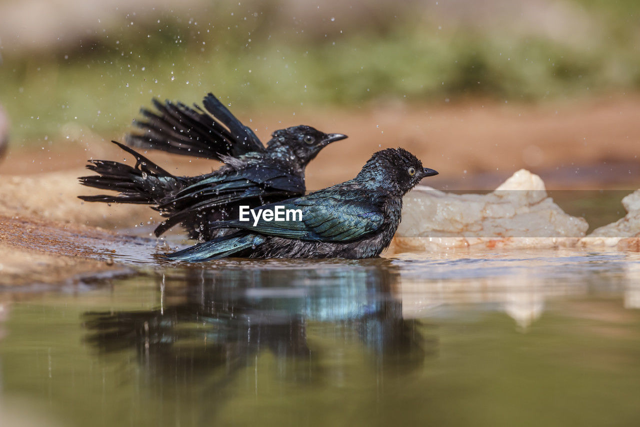 animal themes, animal, nature, bird, wildlife, animal wildlife, water, reflection, no people, lake, selective focus, outdoors, one animal, day, beauty in nature