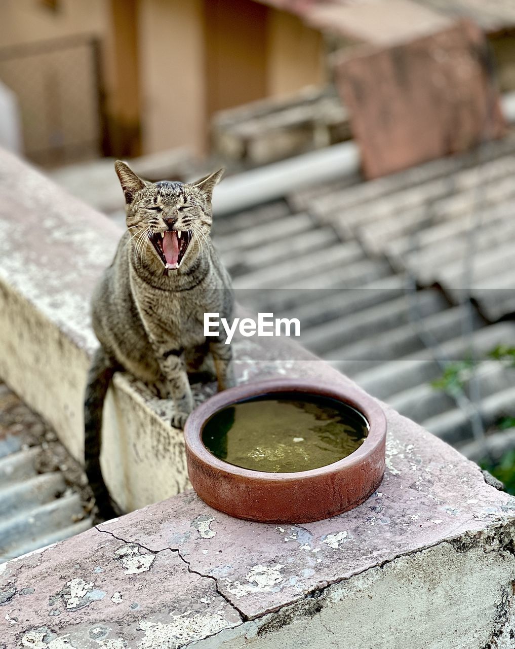 animal, cat, animal themes, mammal, domestic animals, one animal, pet, domestic cat, feline, small to medium-sized cats, no people, portrait, looking at camera, felidae, architecture, focus on foreground, sitting, wild cat, outdoors, day, wood