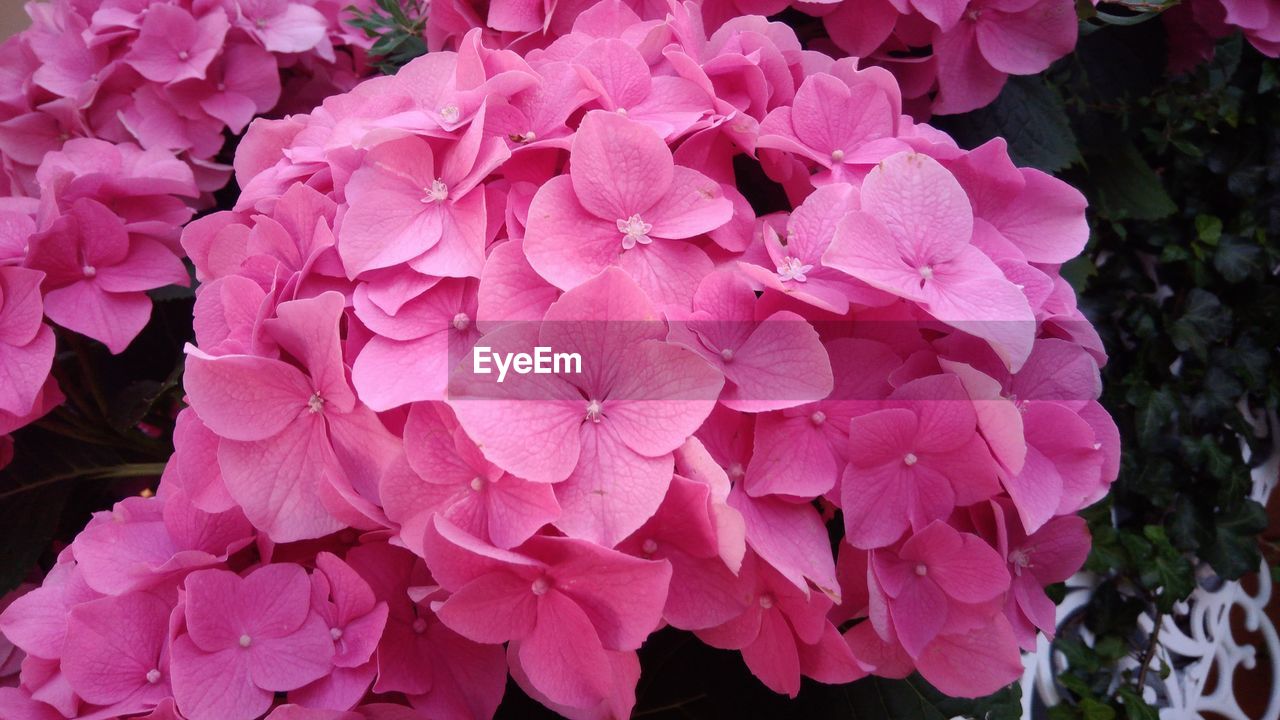 CLOSE-UP OF PINK FLOWERS BLOOMING