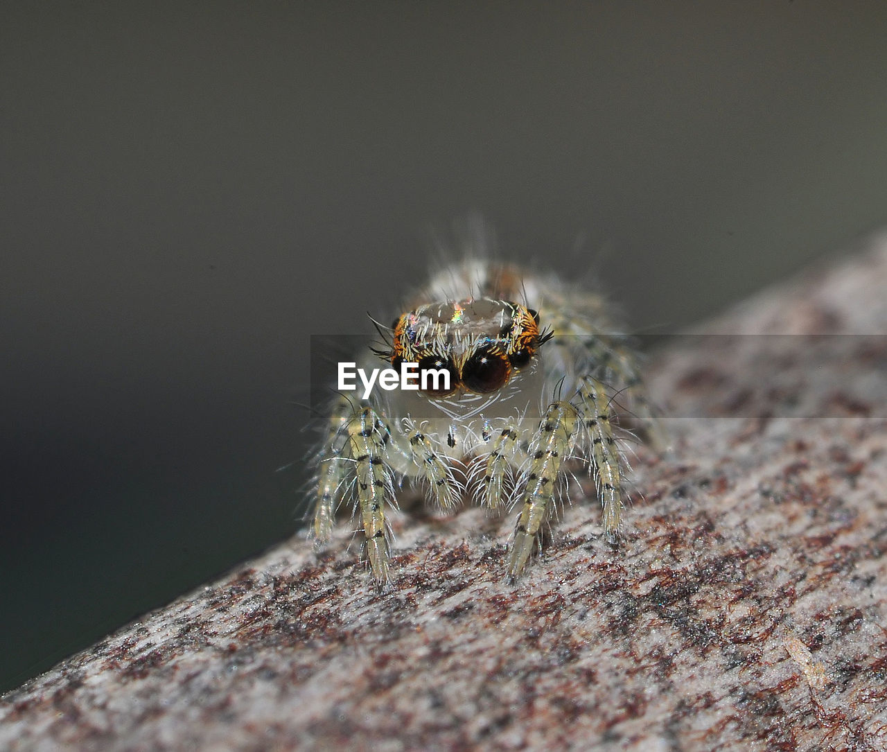 CLOSE-UP OF SPIDER ON A LEAF