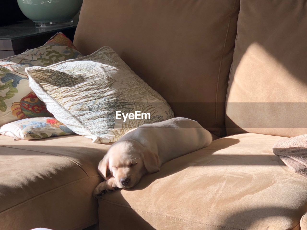 Close-up of puppy relaxing on sofa at home