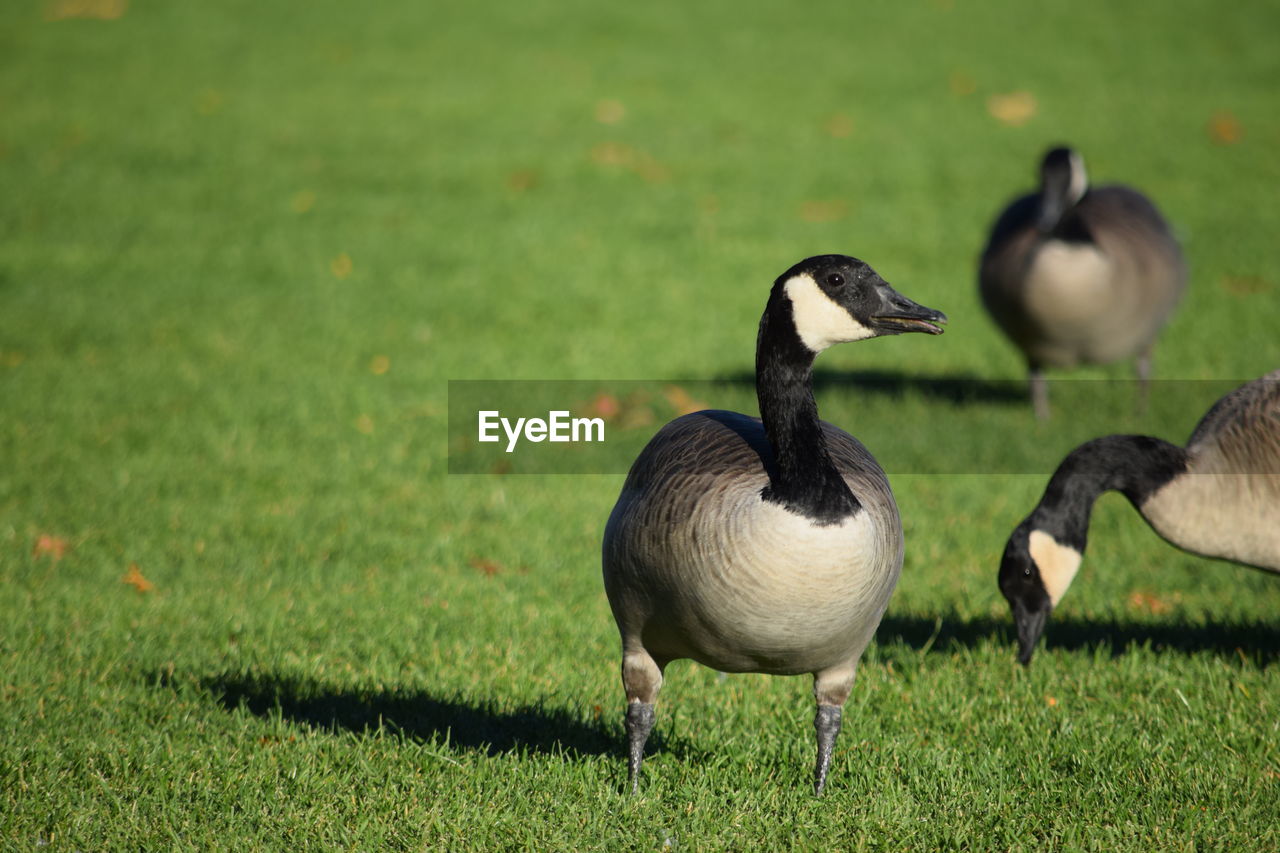 Canada geese on grassy field