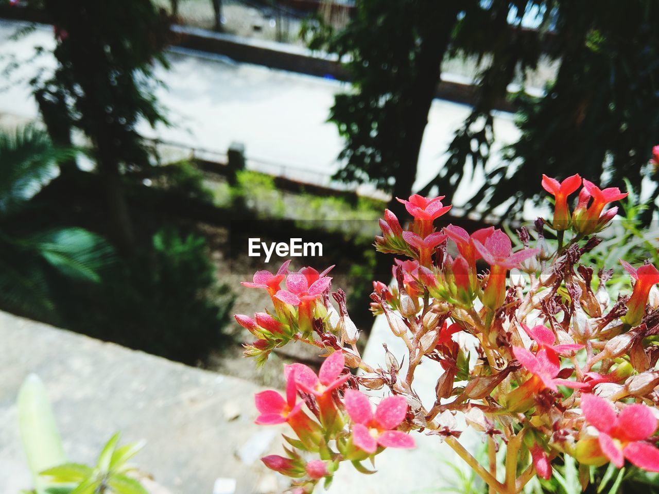 CLOSE-UP OF PINK FLOWERS ON PLANT