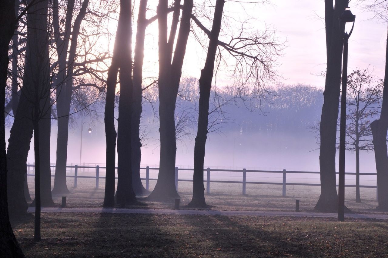 Fog in field at sunrise