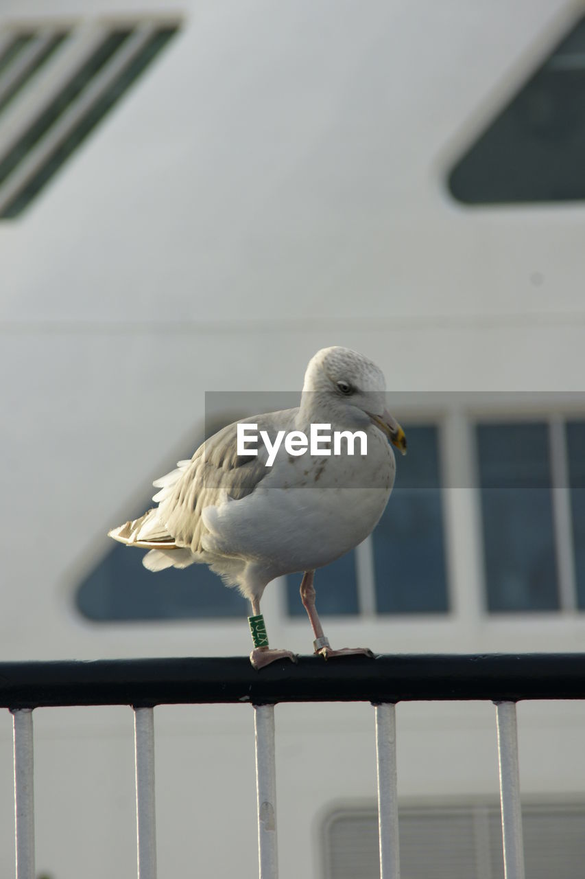 bird, animal themes, animal, animal wildlife, wildlife, one animal, gull, perching, railing, white, seabird, seagull, focus on foreground, european herring gull, day, no people, wing, beak, architecture, nature, outdoors, built structure, full length