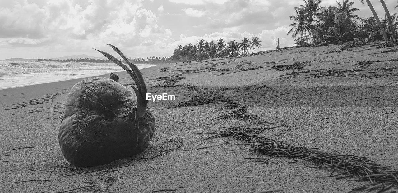 VIEW OF HORSE ON SAND