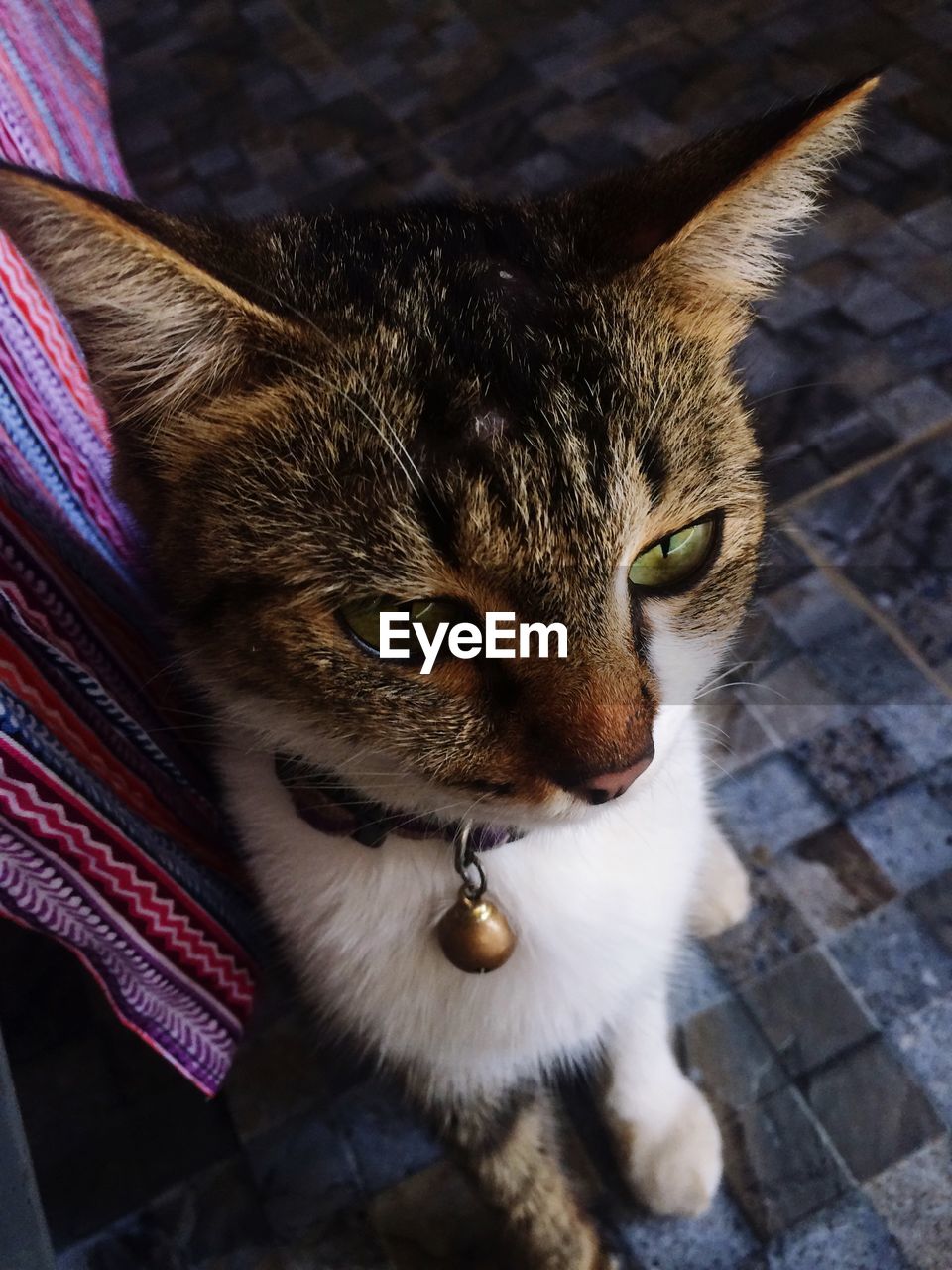 High angle portrait of cat relaxing on floor