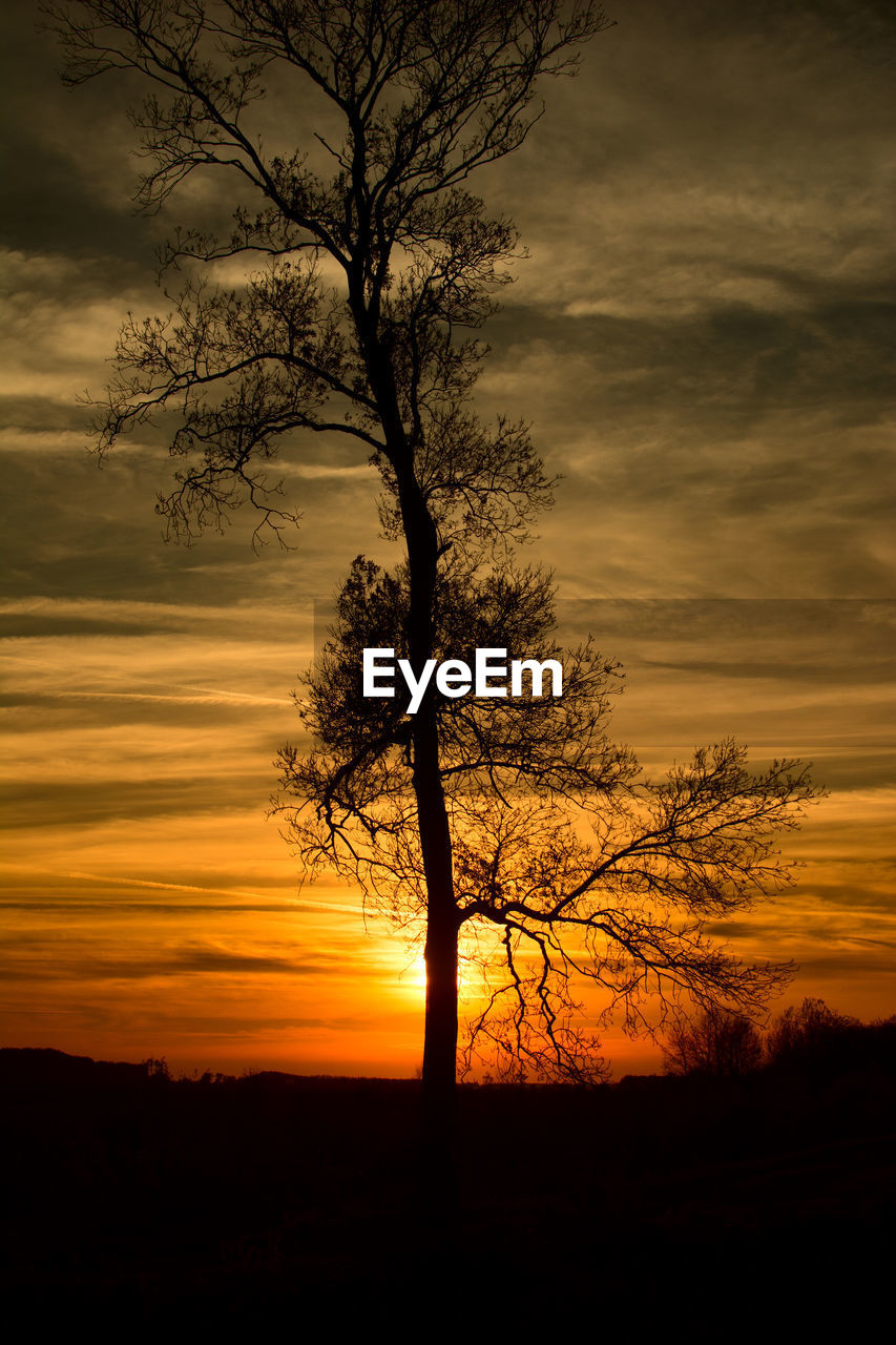 Silhouette of tree at sunset