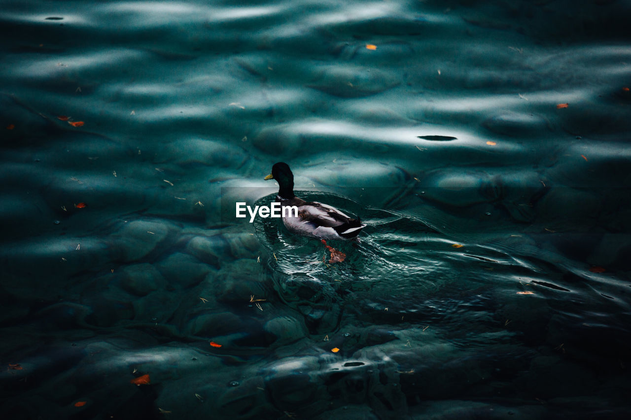 High angle view of duck swimming in sea