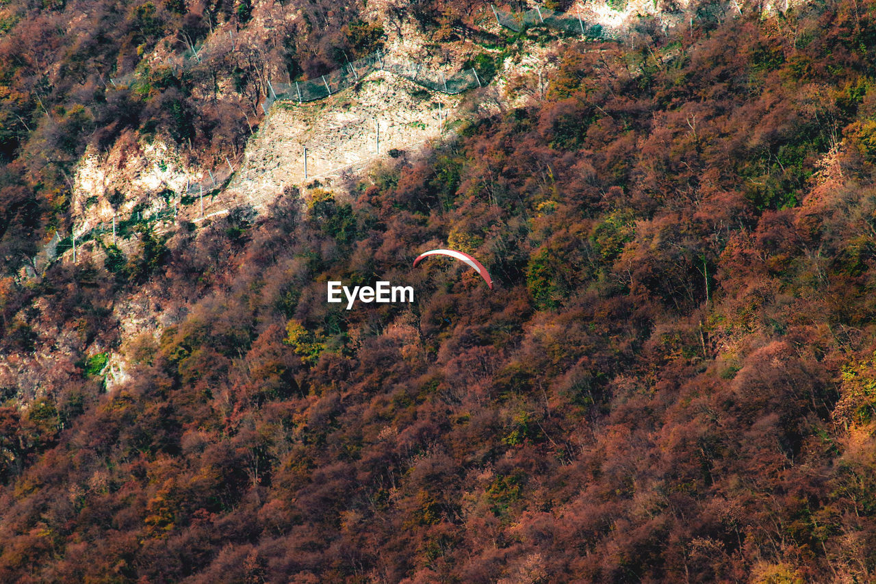 HIGH ANGLE VIEW OF TREES GROWING ON LAND