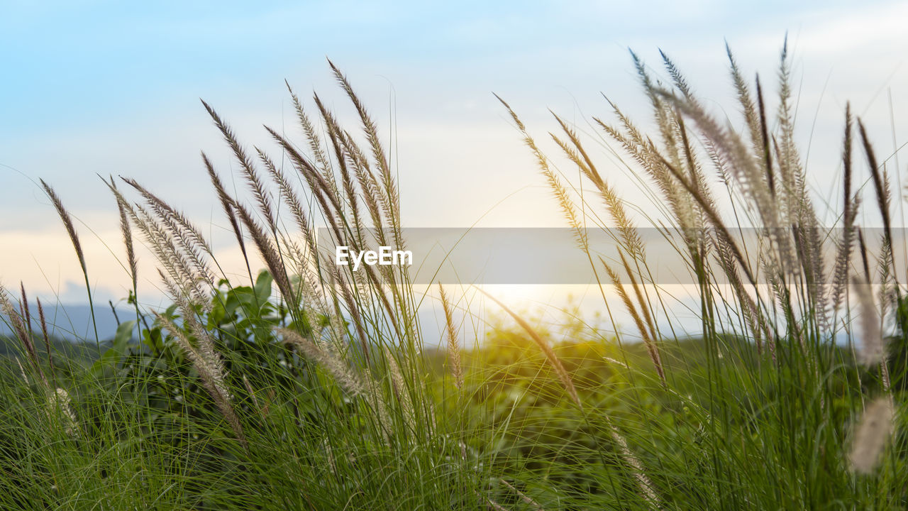 CLOSE-UP OF STALKS AGAINST SUNSET SKY