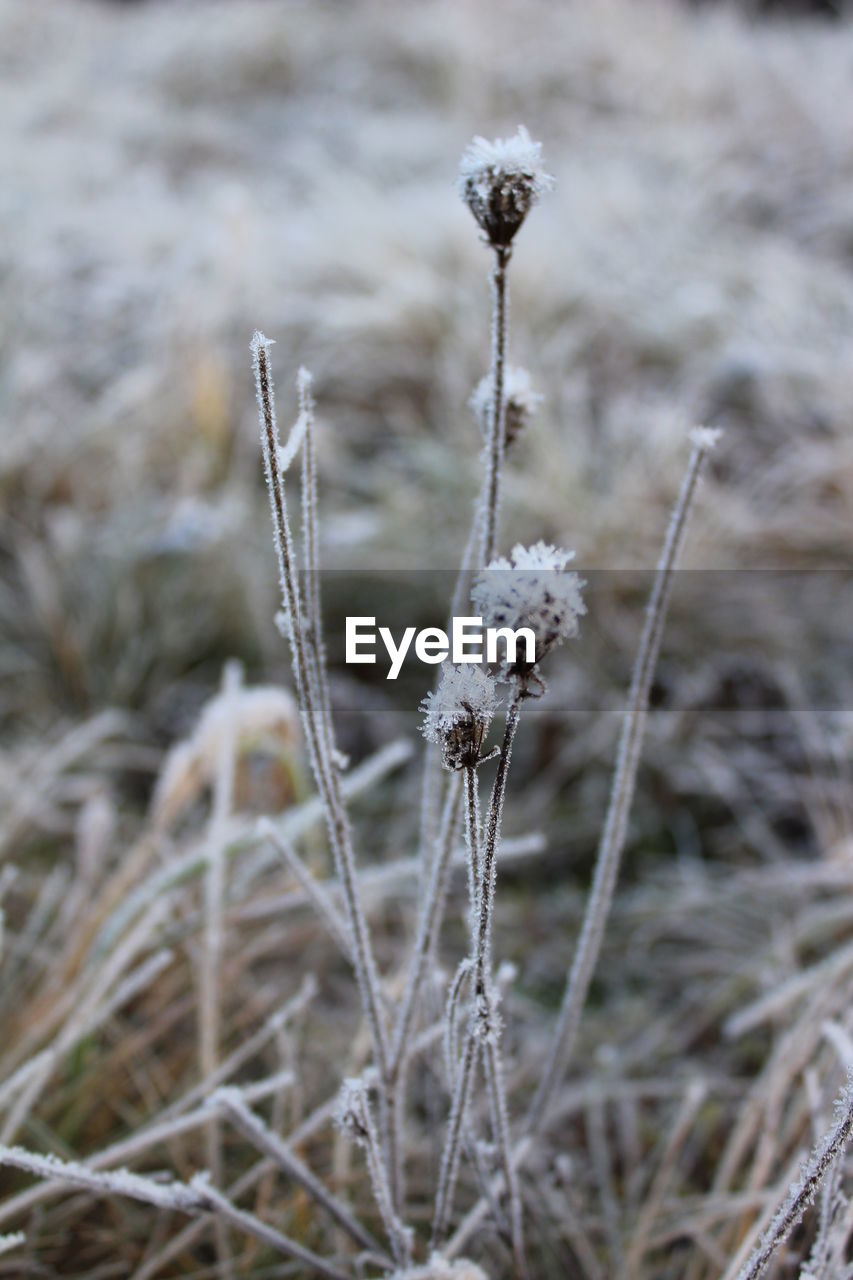 CLOSE-UP OF PLANT ON FIELD DURING WINTER