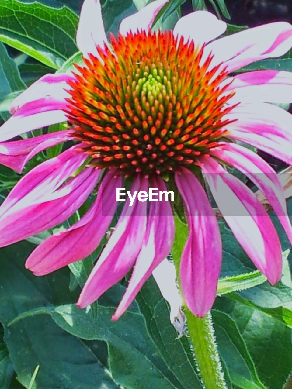 CLOSE-UP OF CONEFLOWER