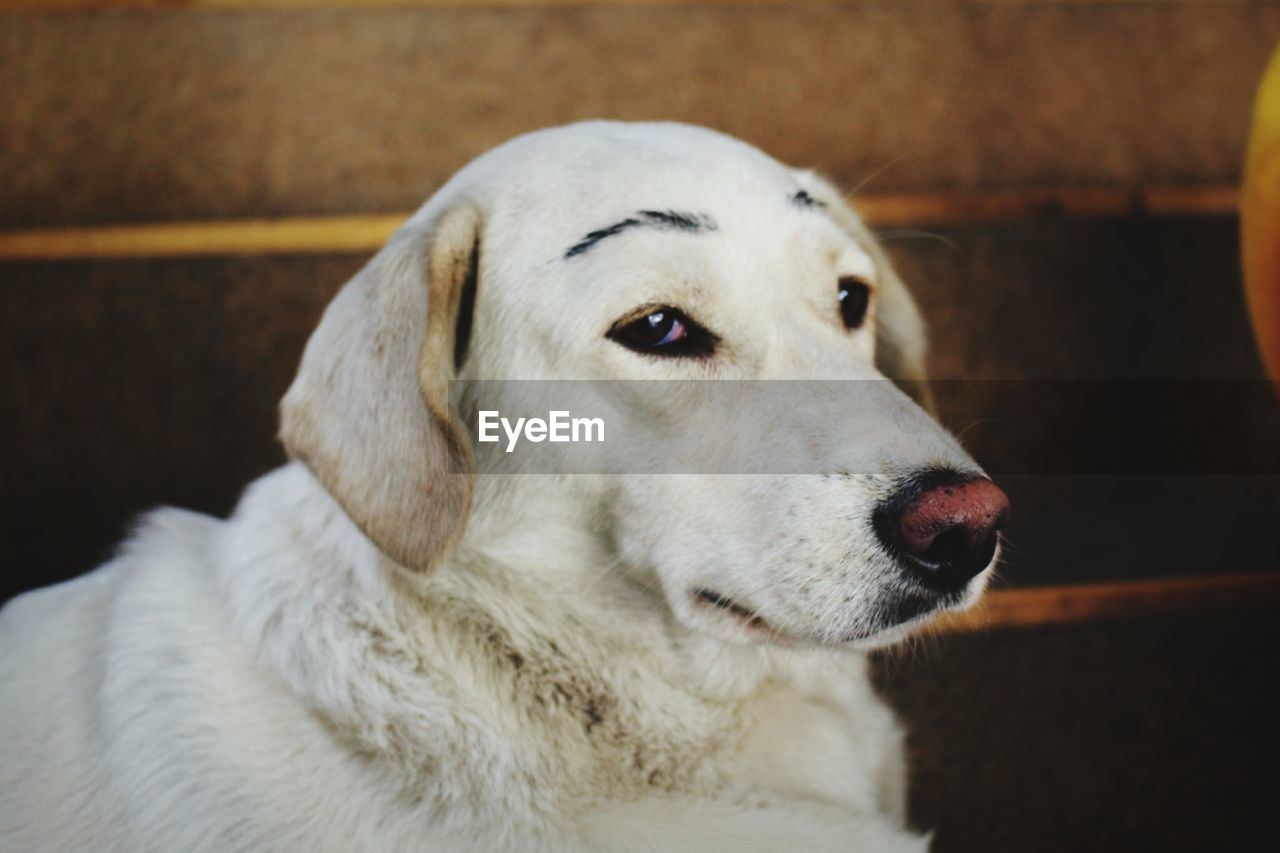CLOSE-UP OF DOG LOOKING AWAY WHILE RELAXING
