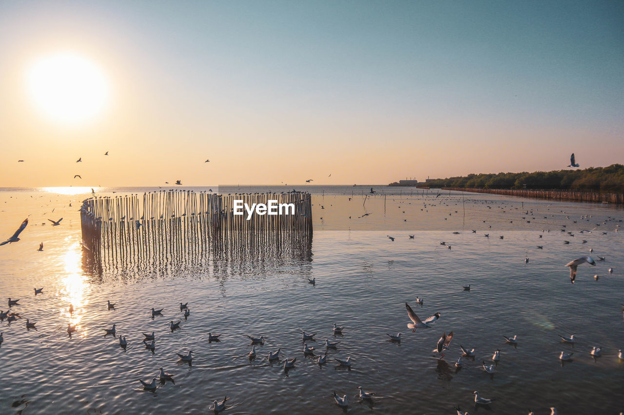 SEAGULLS FLYING OVER SEA AGAINST SKY