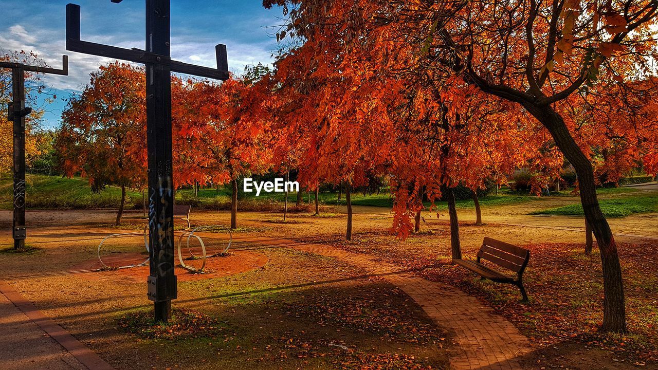 Trees in park during autumn